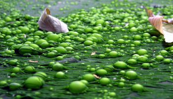 Algae via Flickr