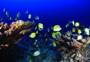 coral reef with fish