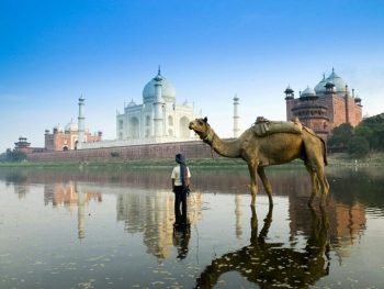 taj mahal water camel