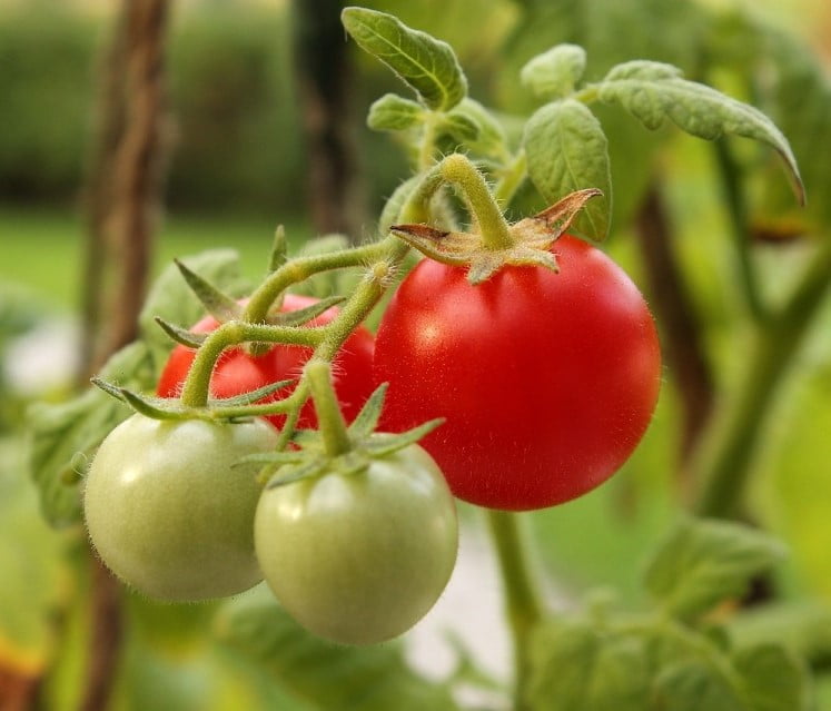 Tomatoes. Photo by The Hebrew University of Jerusalem