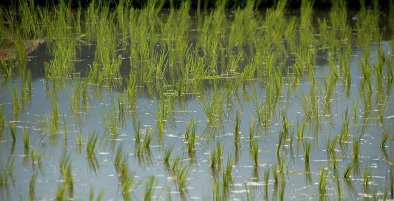 Israel, California Grow Rice With Less Water