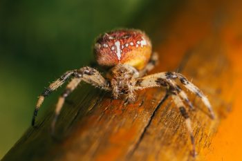 Spider. Photo by Alex Keda
