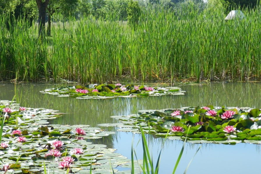 Water Lillie via  Pamela Nhlengethwa/Unsplash