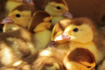 Chicks. Courtesy of Vital Farms