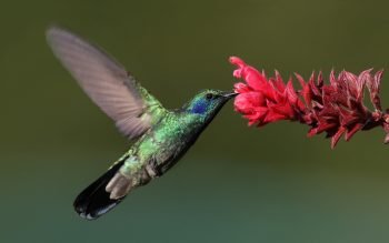 Pollinating Bird via MDF/WikiCommons