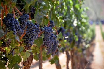 Vineyard Grapes. Photo via FieldIn's Facebook Page