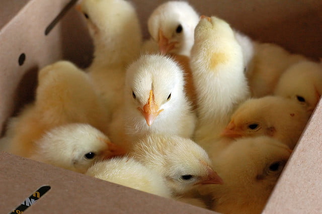 Chicks in a Box. Photo by Vital Farms