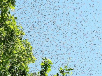 A swarm of bees. Photo by Waugsberg/WikiCommons