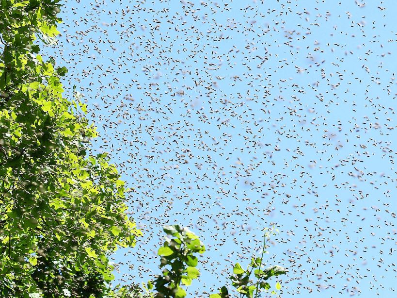 A swarm of bees. Photo by Waugsberg/WikiCommons