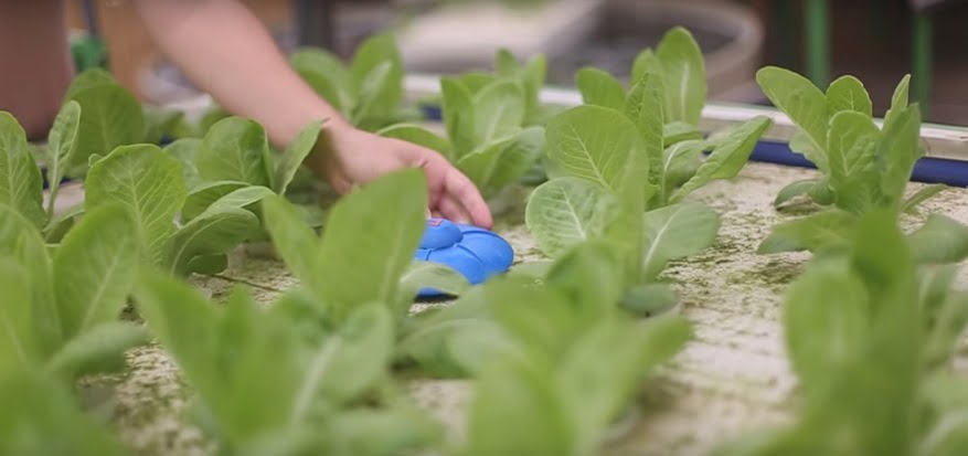 Eddy Hydroponic Robot by Flux. Courtesy