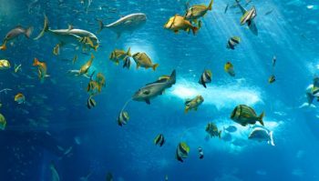 Fish at Sea via Pixabay