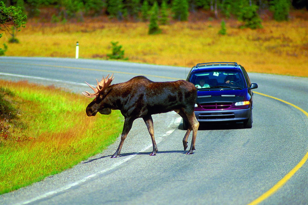 Animal on a Road.