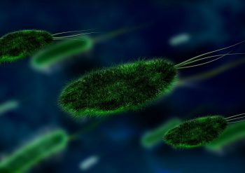 bacteria via Pixabay