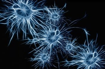 neurons brain cells