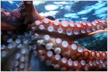 Octopus Squid via Pixabay