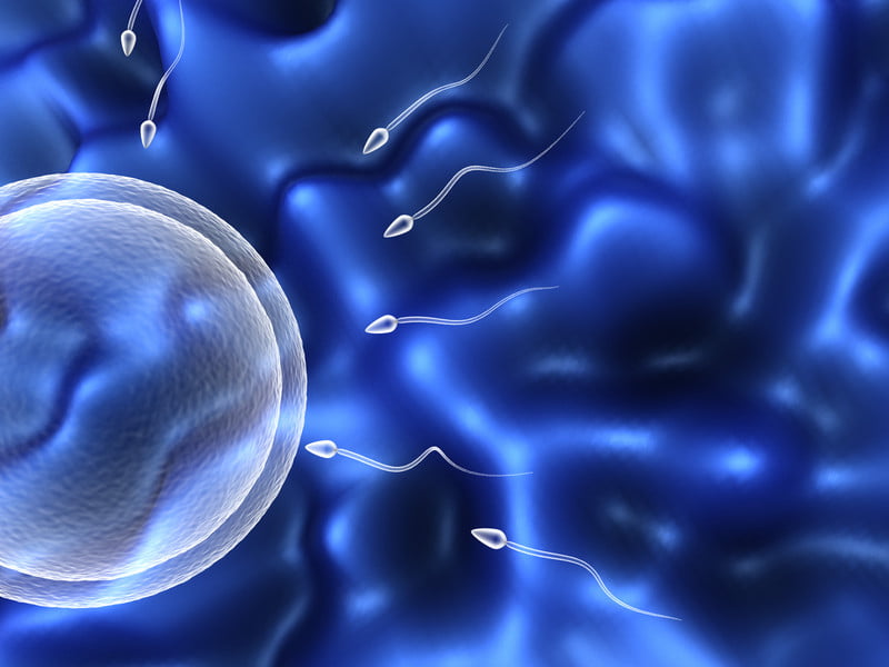 sperm - courtesy of the Rocky Mountain Fertility Clinic