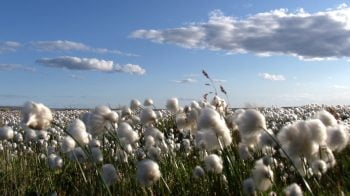 cotton field by Mike Beauregard/Flicklr