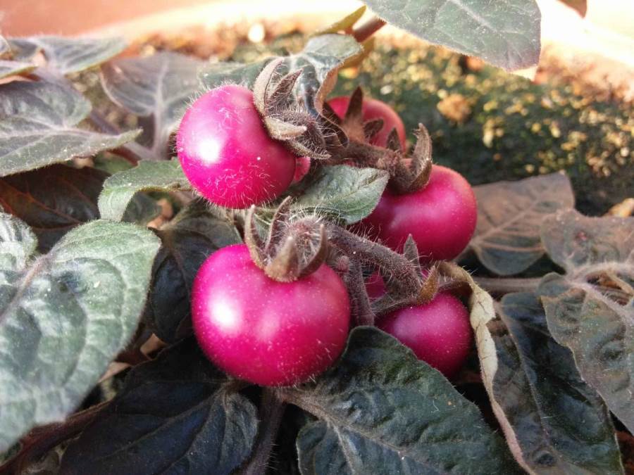 pigments tomatoes. Courtesy of the Weizmann Institute