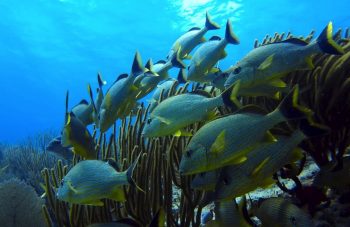 fish swarming underwater via Pixabay
