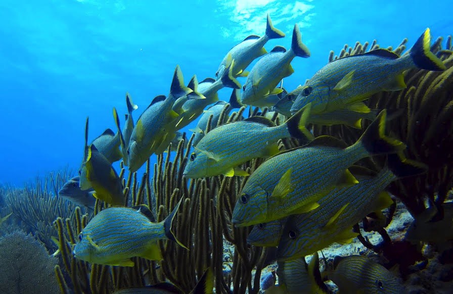 fish swarming underwater via Pixabay