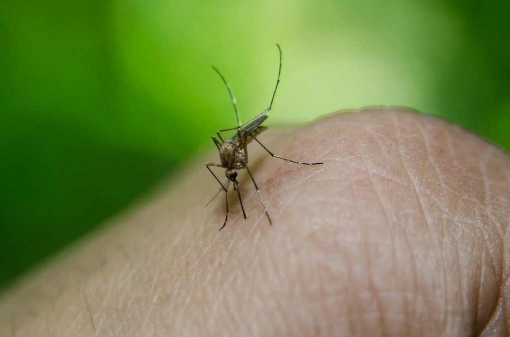Anopheles mosquito. Via Pixabay