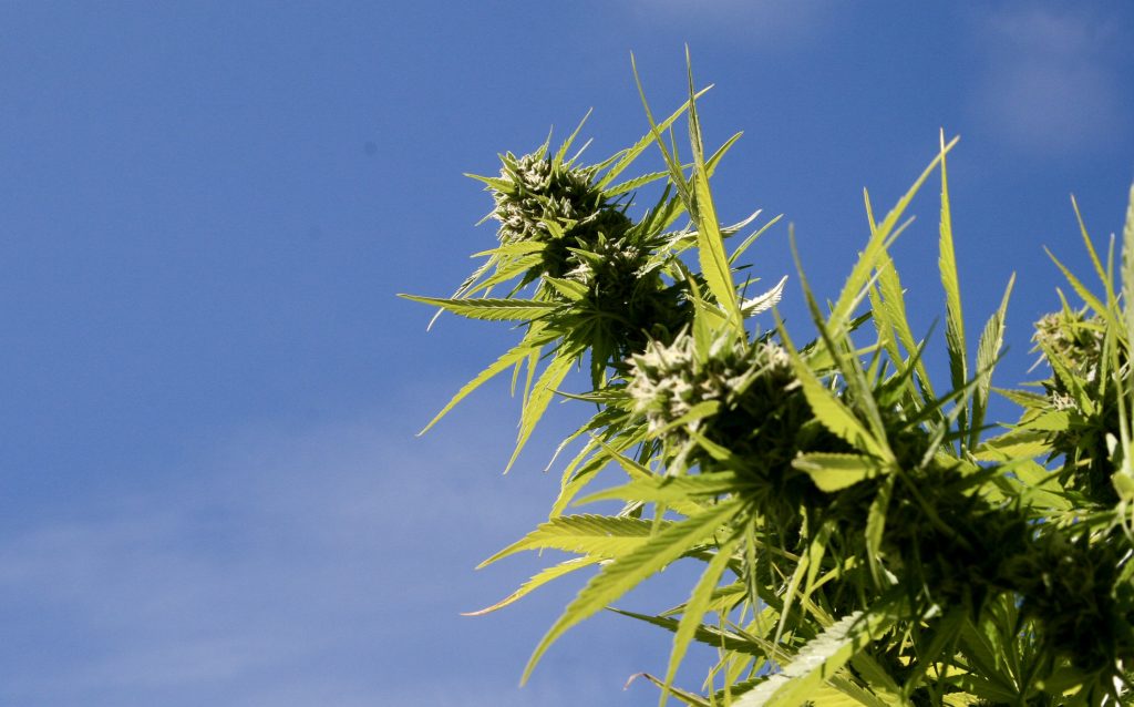 A cannabis plant. Brian Shamblen via Flickr