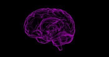 An illustrative image of a brain. Pixabay