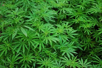 Cannabis Foliage. Pixabay