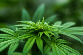 A Cannabis Plant. Photo via Pexels.