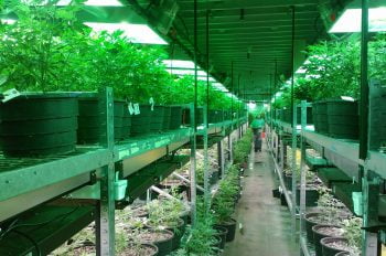 A cannabis farm in Colorado. Pixabay