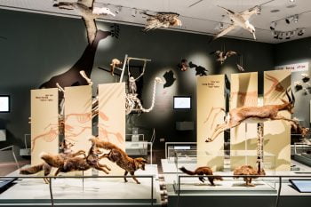 The Steinhardt Museum of Natural History. Photo by Itai Benit