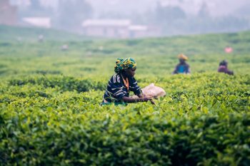 A tea plantation in Africa. Photo via Unsplash.