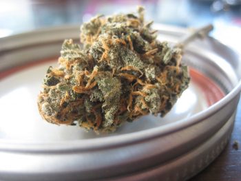Cannabis bud. Photo via Pixabay