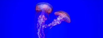 Pink Jellyfish. Photo by Filip Mroz on Unsplash