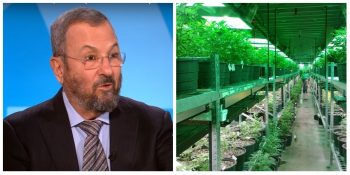 This collage shows a screenshot of former PM Ehud Barak on the left (PBS Newshour on YouTube); and an illustrative photo of a cannabis farm (Pixabay)