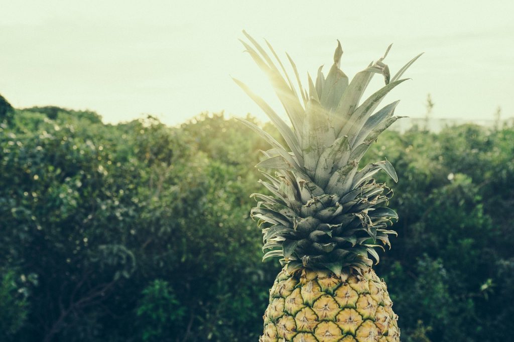 An illustrative photo of a pineapple. Photo via Pixabay