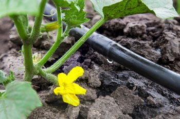 Drip irrigation system. Photo via Deposit Photos