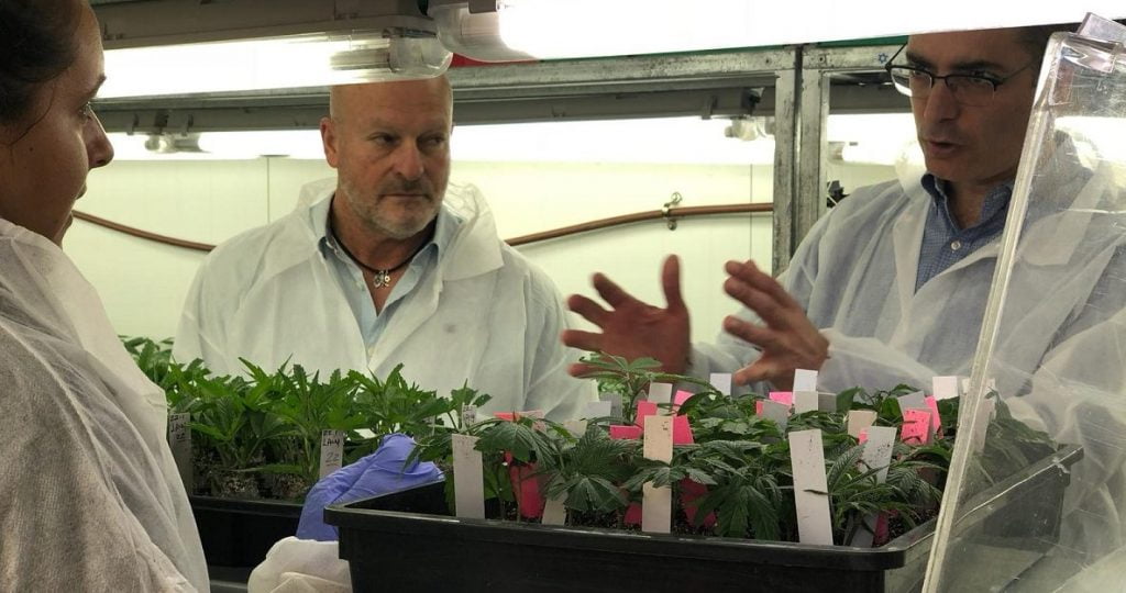 Medical cannabis. Photo by Eyal Basson,/The Israeli Health Ministry