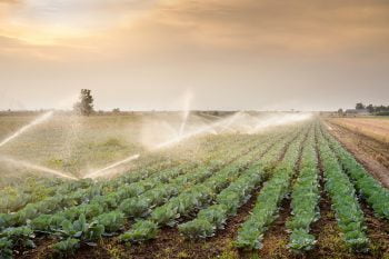 Field of vegetables. Deposit Photos