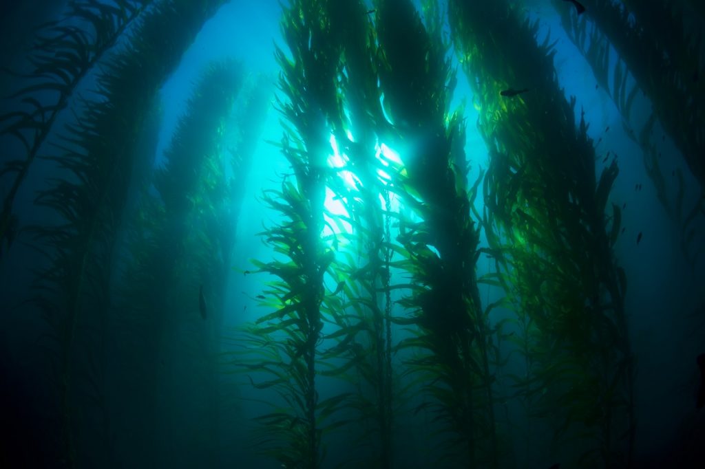 An underwater kelp forest in clear water. Deposit Photos