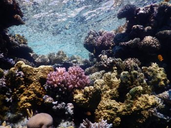 Coral reefs in the Red Sea. Photo by Professor Maoz Fine