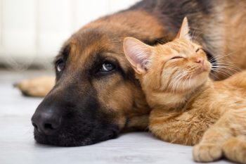A dog and a cat. Photo by Deposit Photos