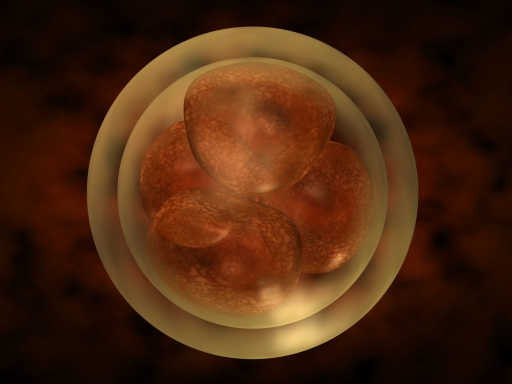 A depiction of a zygote. Deposit Photos