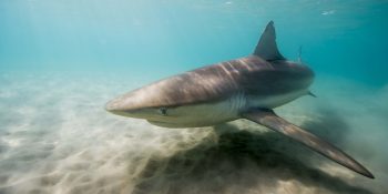 A shark swimming off the coast of Hadera, Israel. Photo by Hagai Nativ, Morris Kahn Marine Research Station, University of Haifa