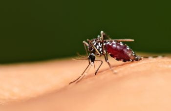 The Aedes mosquito. Deposit Photos