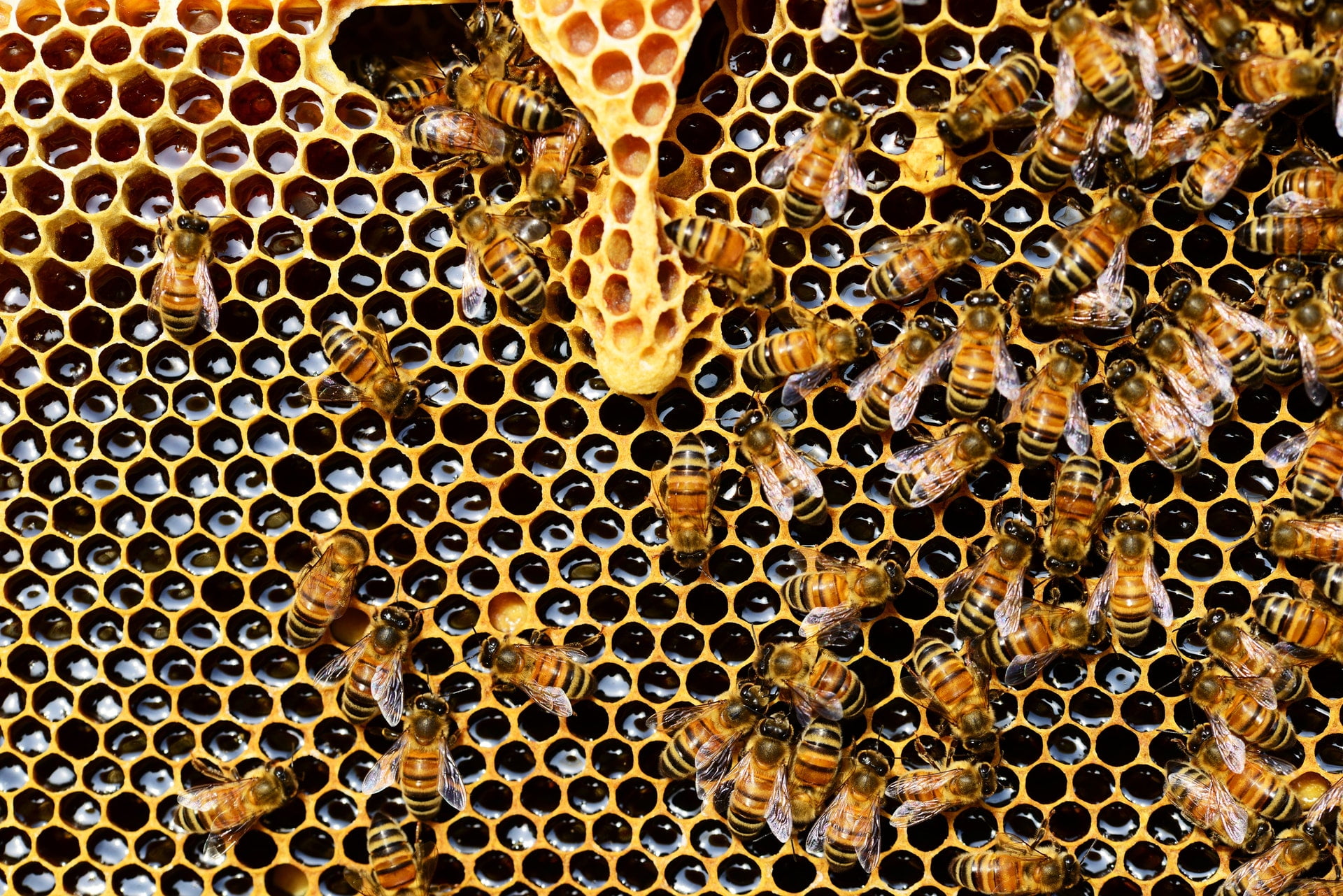 6 Israeli Companies Utilizing Tech To Save The Bees