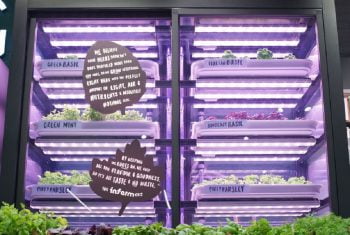 Infarm's urban farming system at M&S. Photo: Samuel Cane / Marks & Spencer