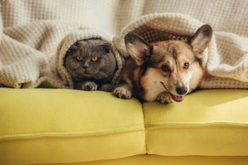 Furry friends: A cat and dog under a blanket. Deposit Photos
