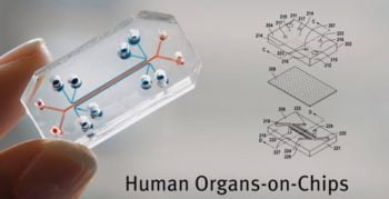Human Organs on chips. Screenshot of a video by the Wyss Institute at Harvard University