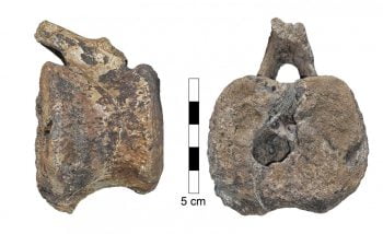 vertebrae hadrosaurus